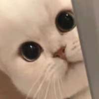 初见👋👋👋头像