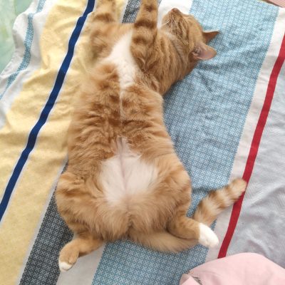 给大橘买猫粮服务图片1