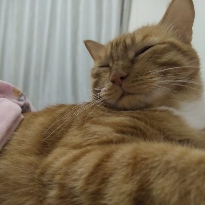 给大橘买猫粮服务图片2