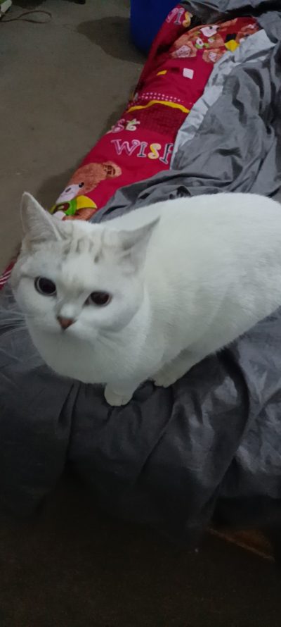 给你们吸猫服务图片1