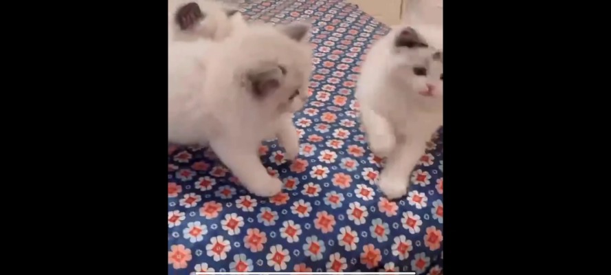 赚钱喂猫猫服务图片1