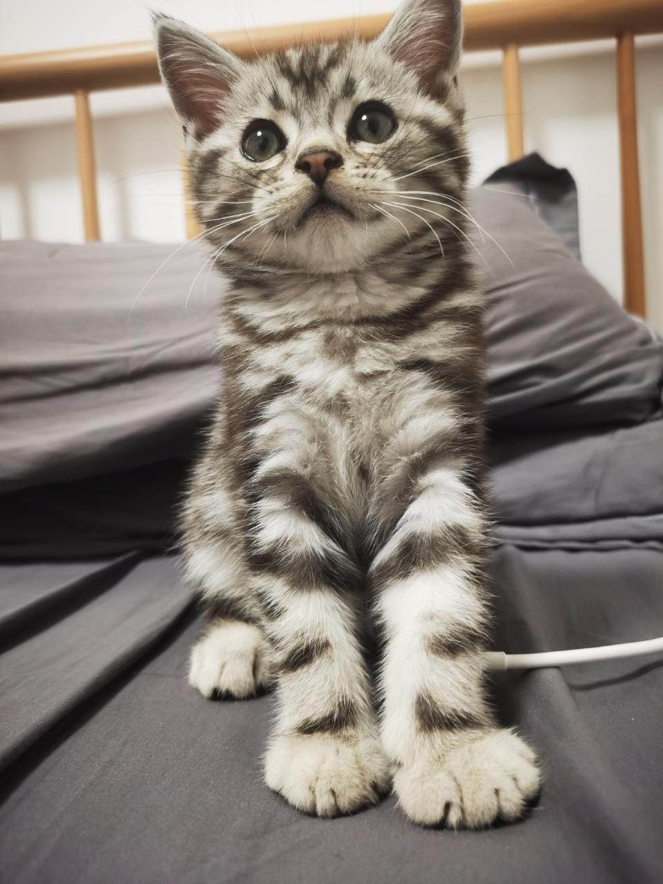 攒米想有只猫猫（打赏）图片1