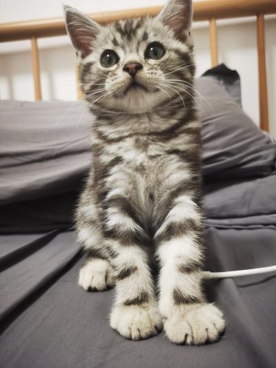 攒米想有只猫猫（打赏）服务图片1