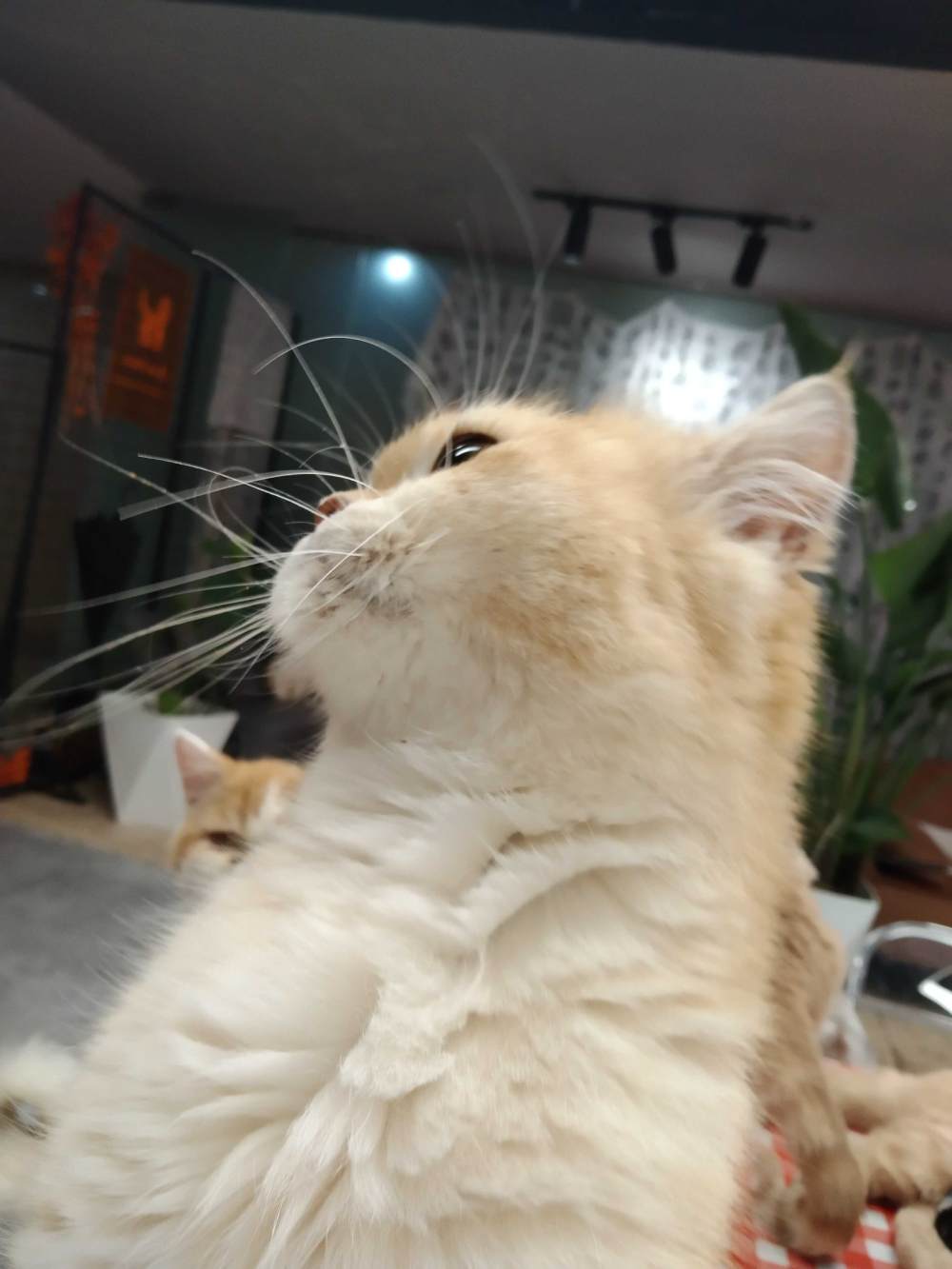 为了小裙子图片1