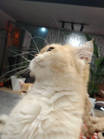 为了小裙子服务图片1