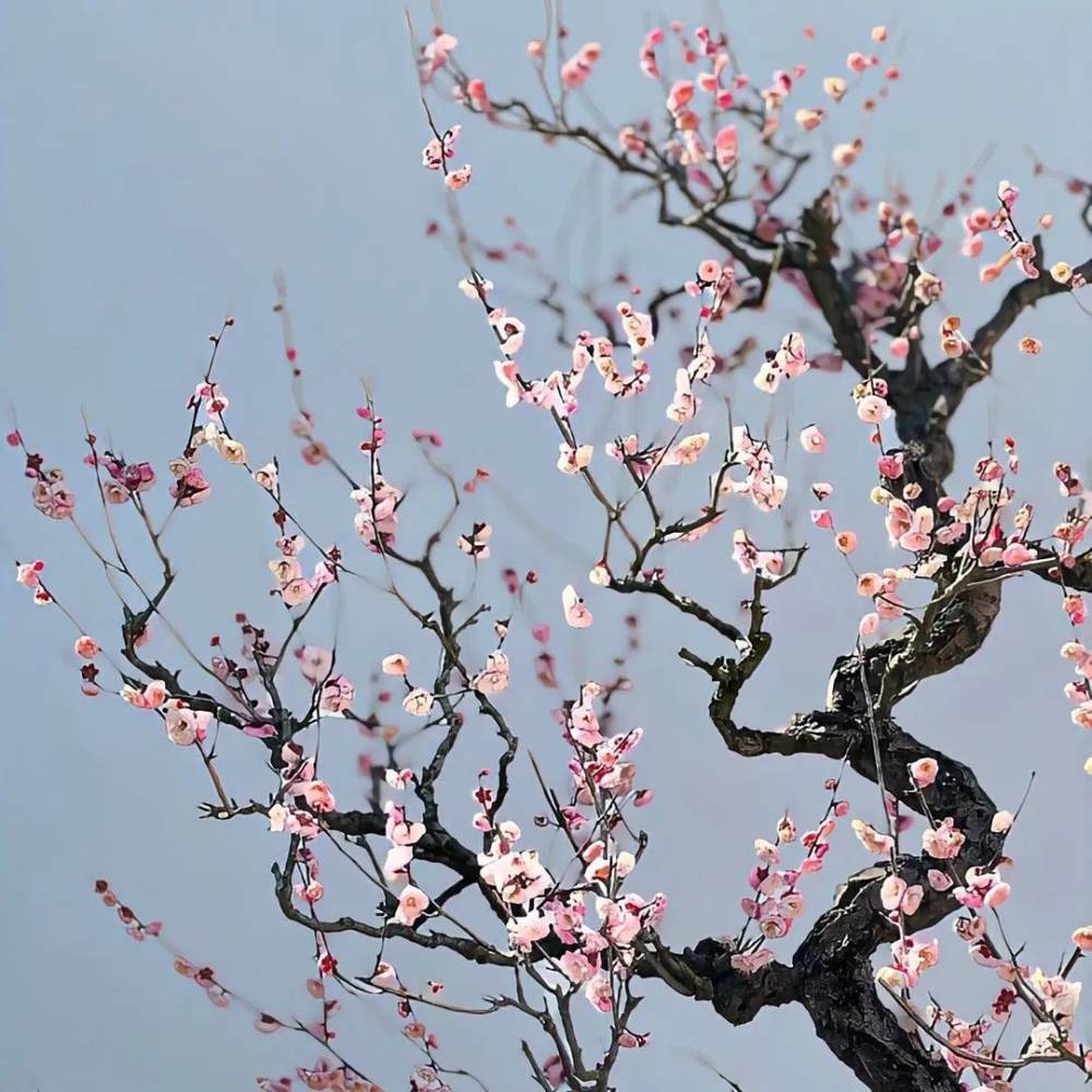 答案之书/纯打赏图片1