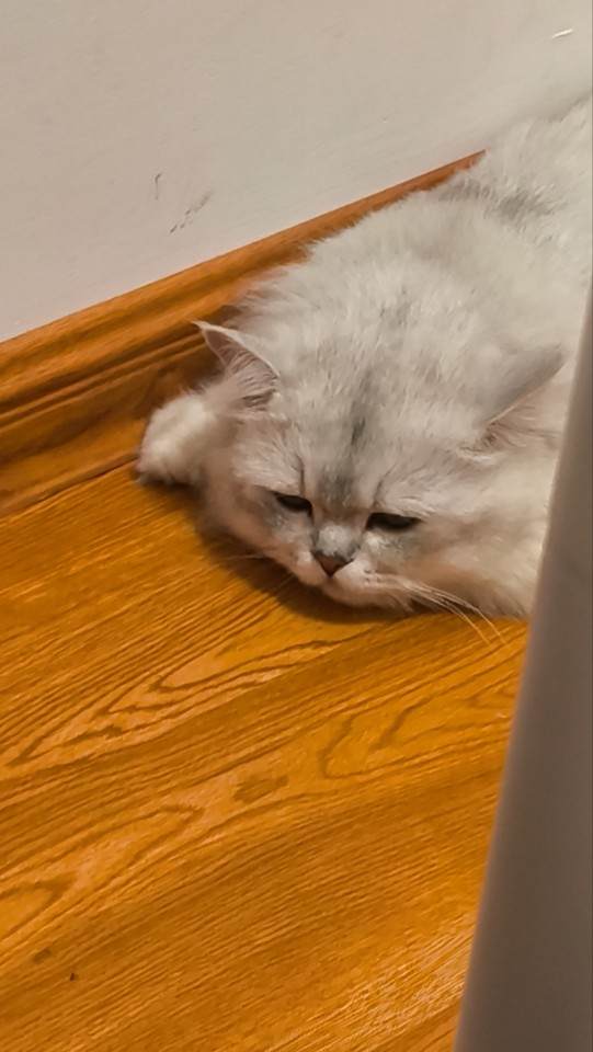 猫粮图片1