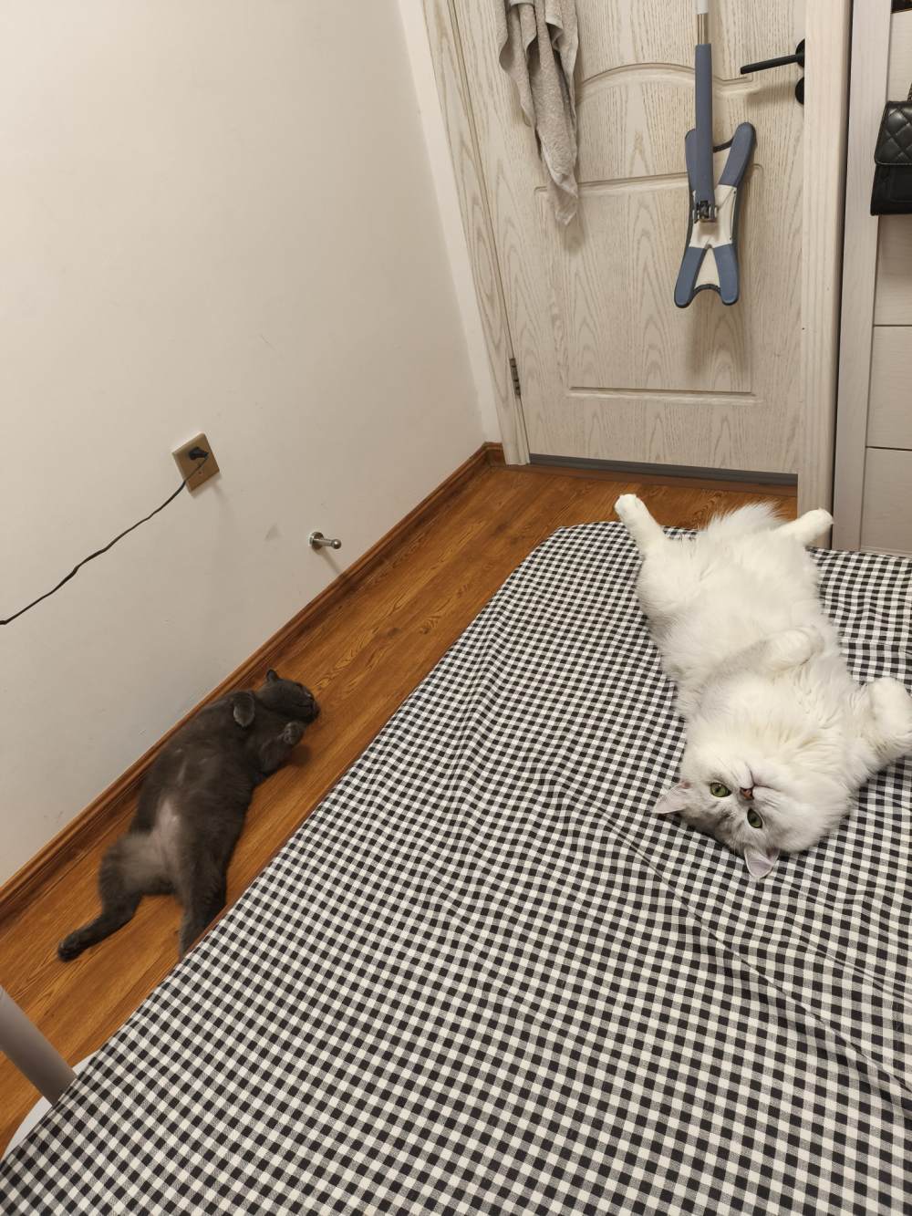 猫粮图片2
