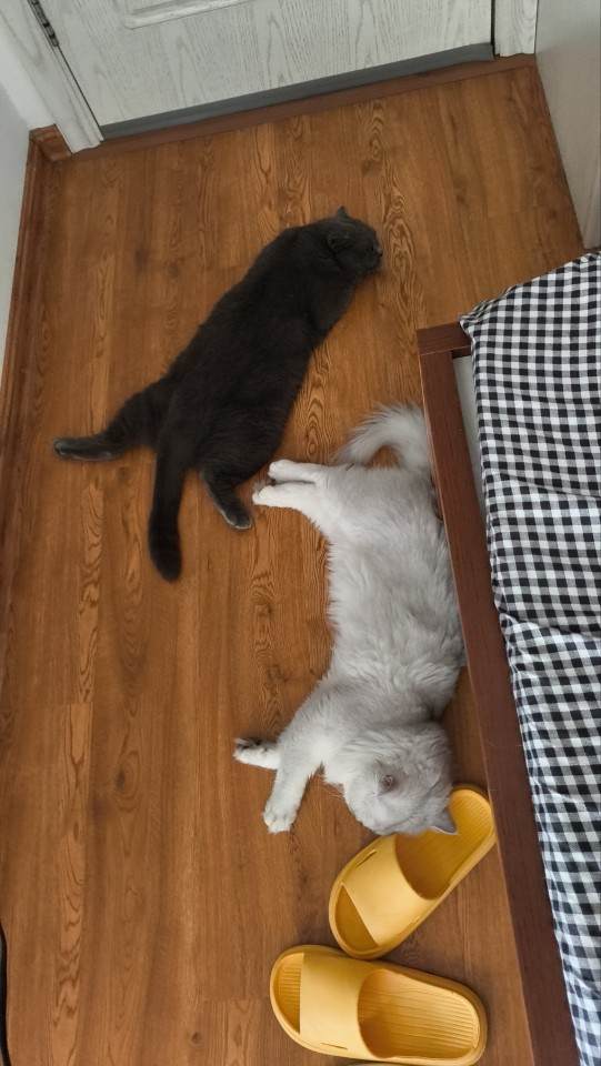 猫粮图片3