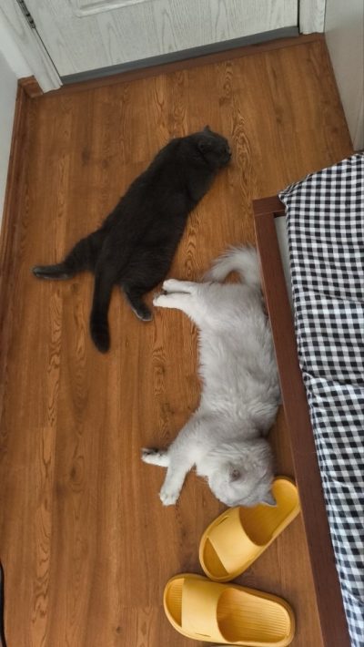 猫粮服务图片3