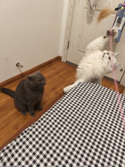 猫粮服务图片4