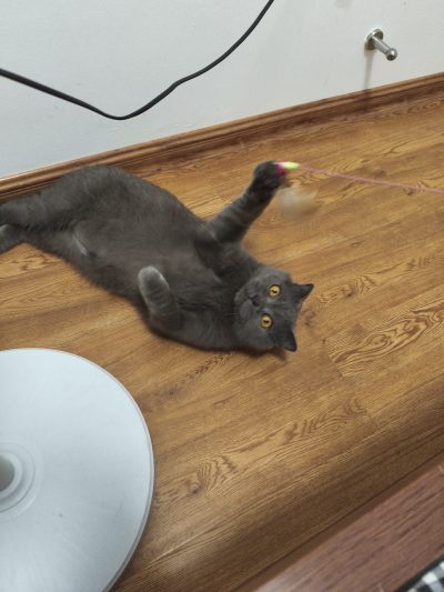 猫粮服务图片5