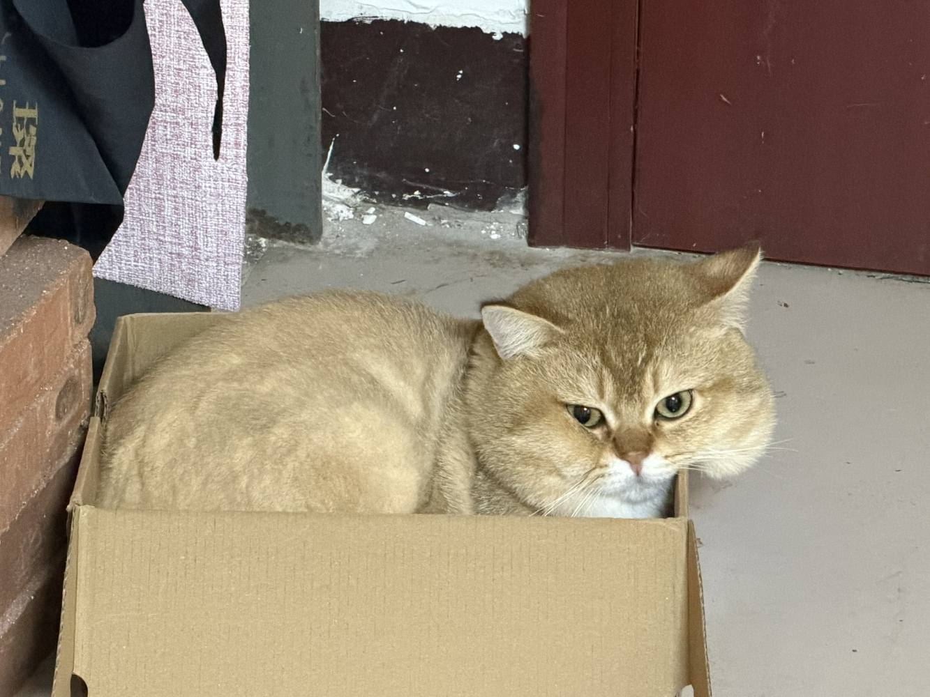 攒钱给小猫图片2