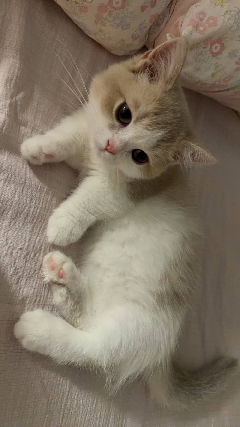 攒钱给小猫图片3