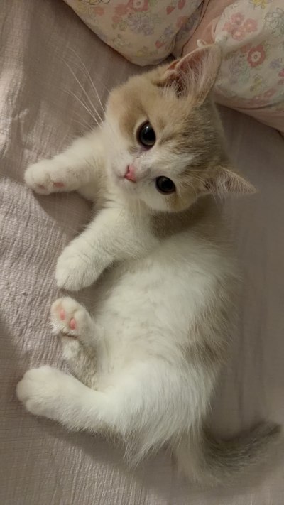 攒钱给小猫服务图片3