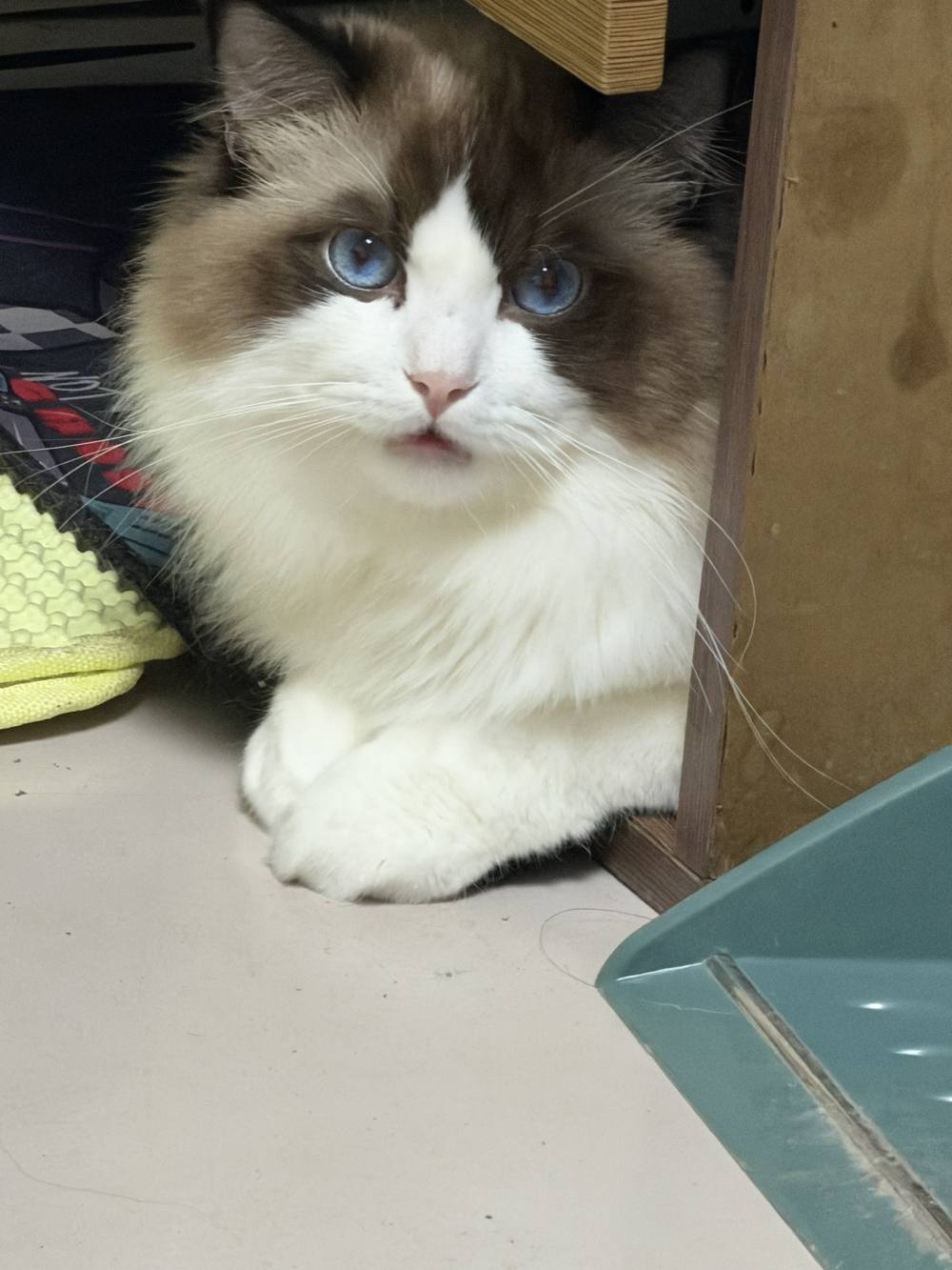 攒钱给小猫图片1