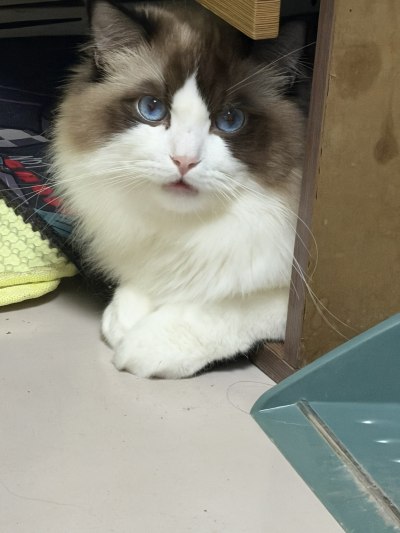 攒钱给小猫服务图片1