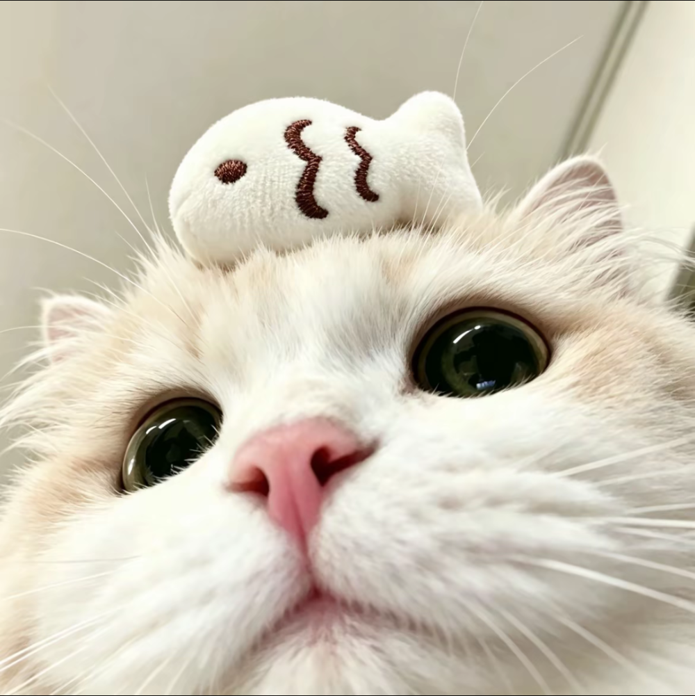 赞钱买猫猫🐱图片1