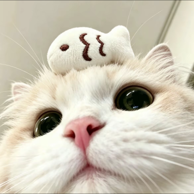 赞钱买猫猫🐱服务图片1