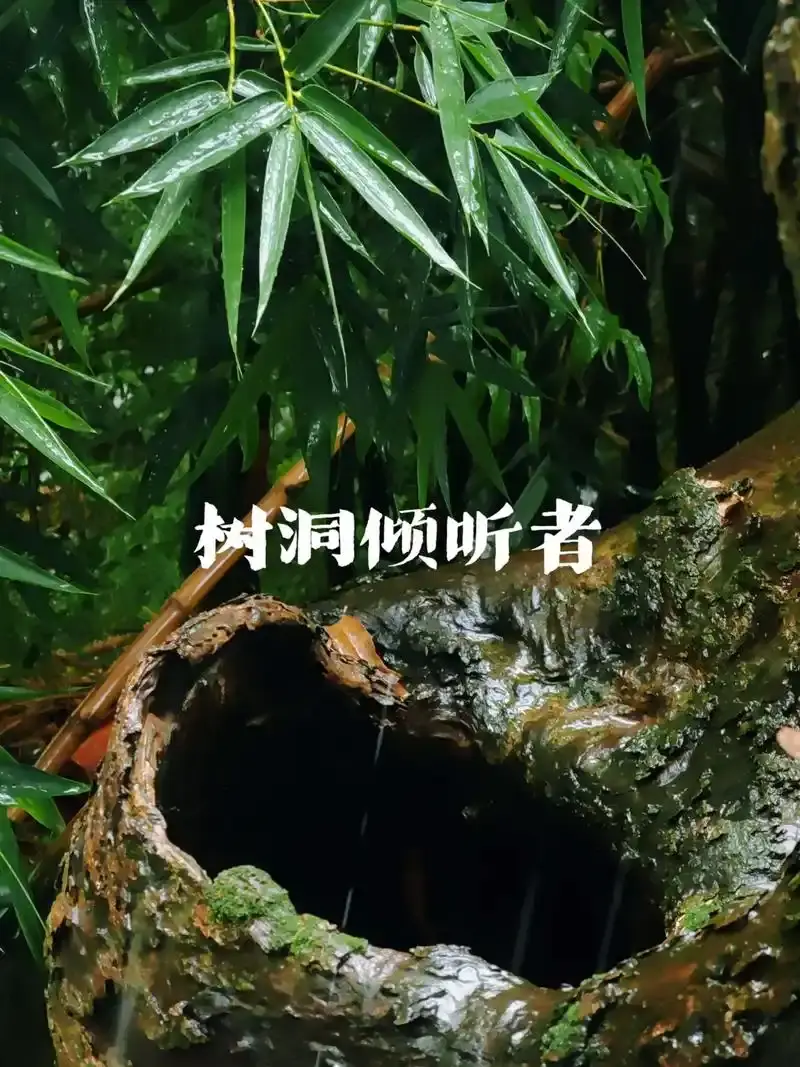 树洞图片3