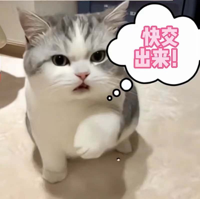 买猫粮零食图片1