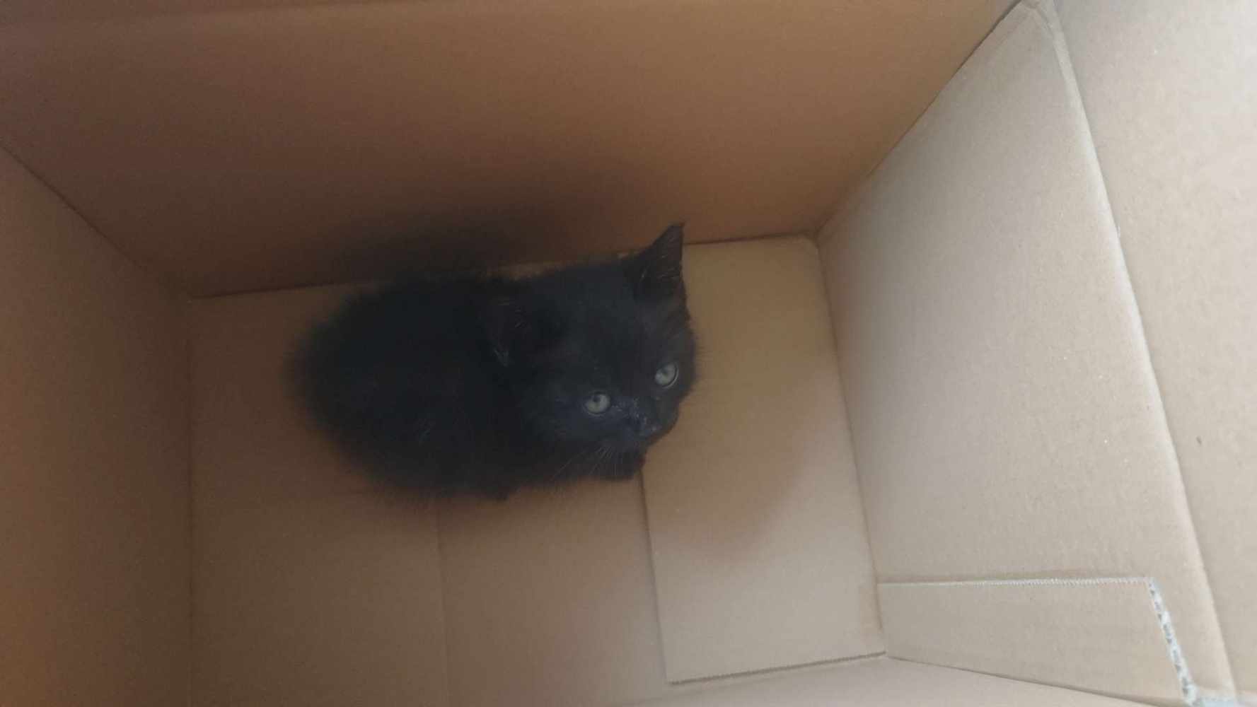 投喂猫粮图片1