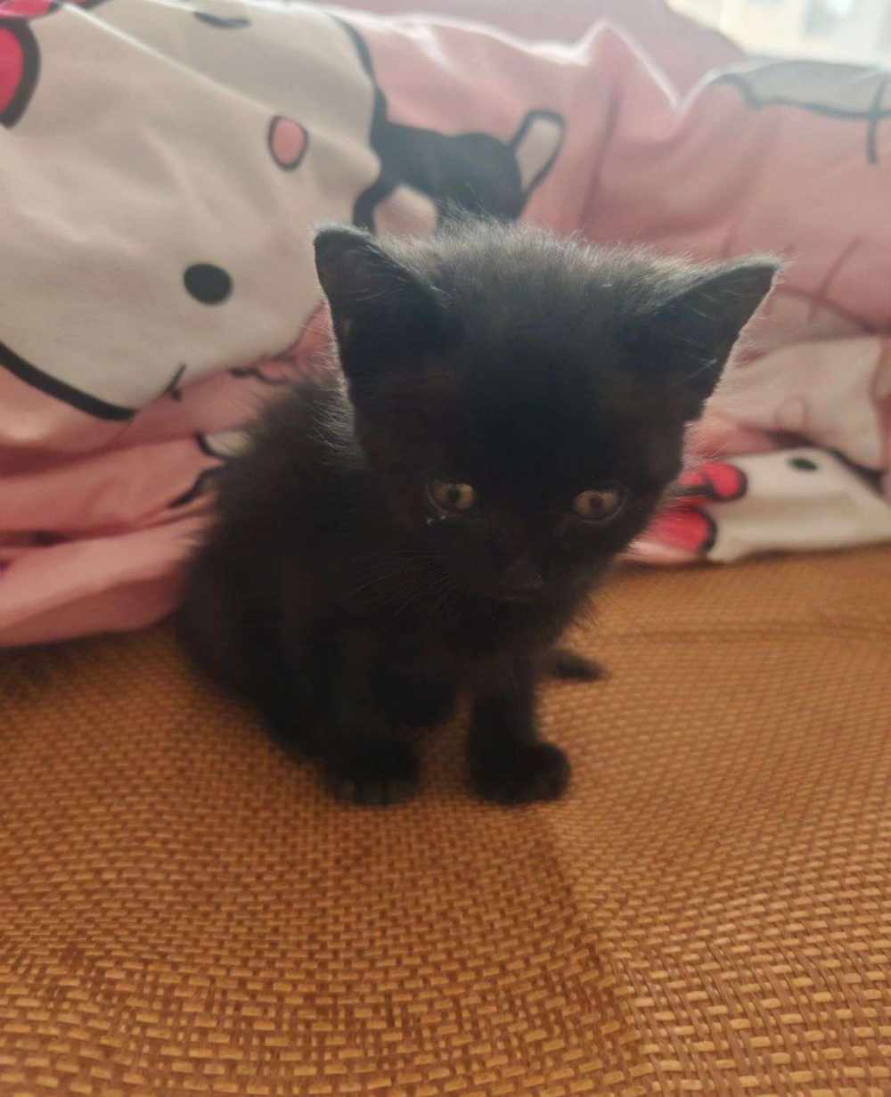投喂猫粮图片3