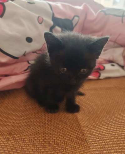 投喂猫粮服务图片3