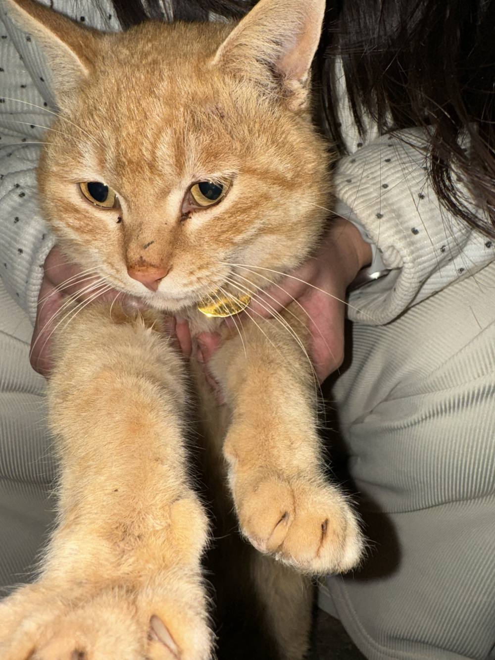 投喂猫粮图片1