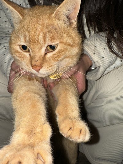 投喂猫粮服务图片1