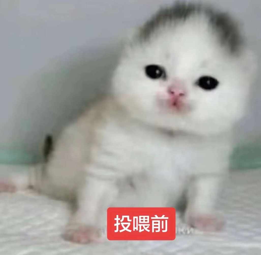 投喂 ₍˄ ₗ   ̫ ₗ ˄₎੭ﾞ图片1
