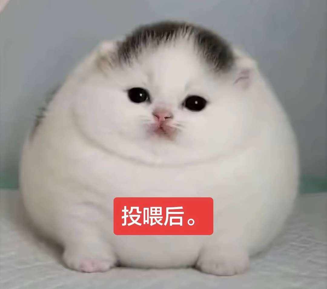 投喂 ₍˄ ₗ   ̫ ₗ ˄₎੭ﾞ图片2