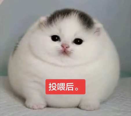 投喂 ₍˄ ₗ   ̫ ₗ ˄₎੭ﾞ服务图片2