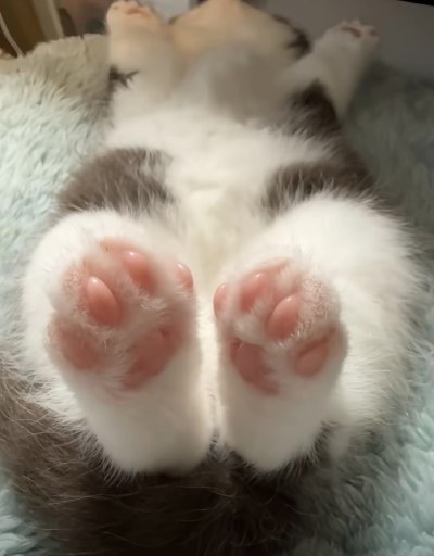 投喂小猫服务图片1