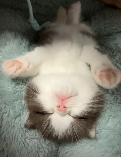投喂小猫服务图片2