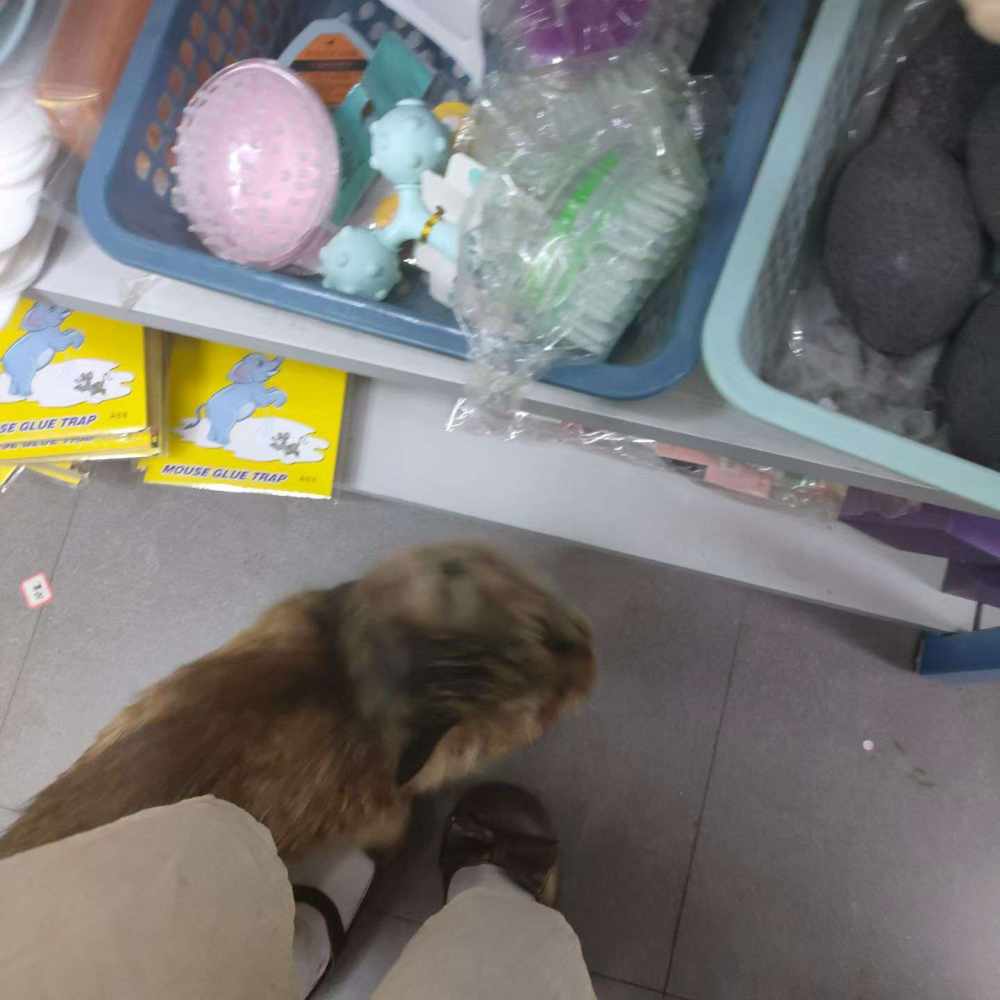 打赏小猫咪图片1