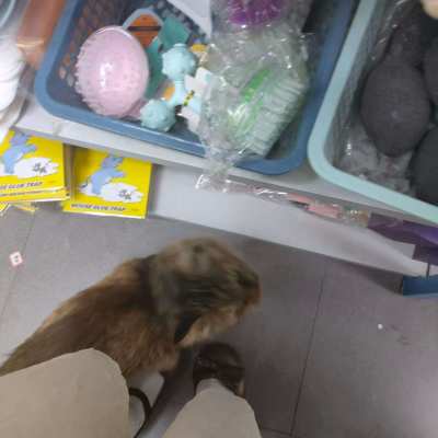 打赏小猫咪服务图片1