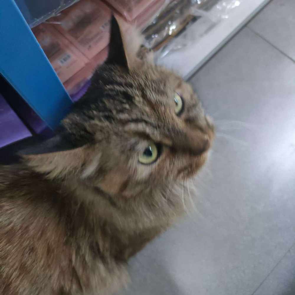 打赏小猫咪图片2