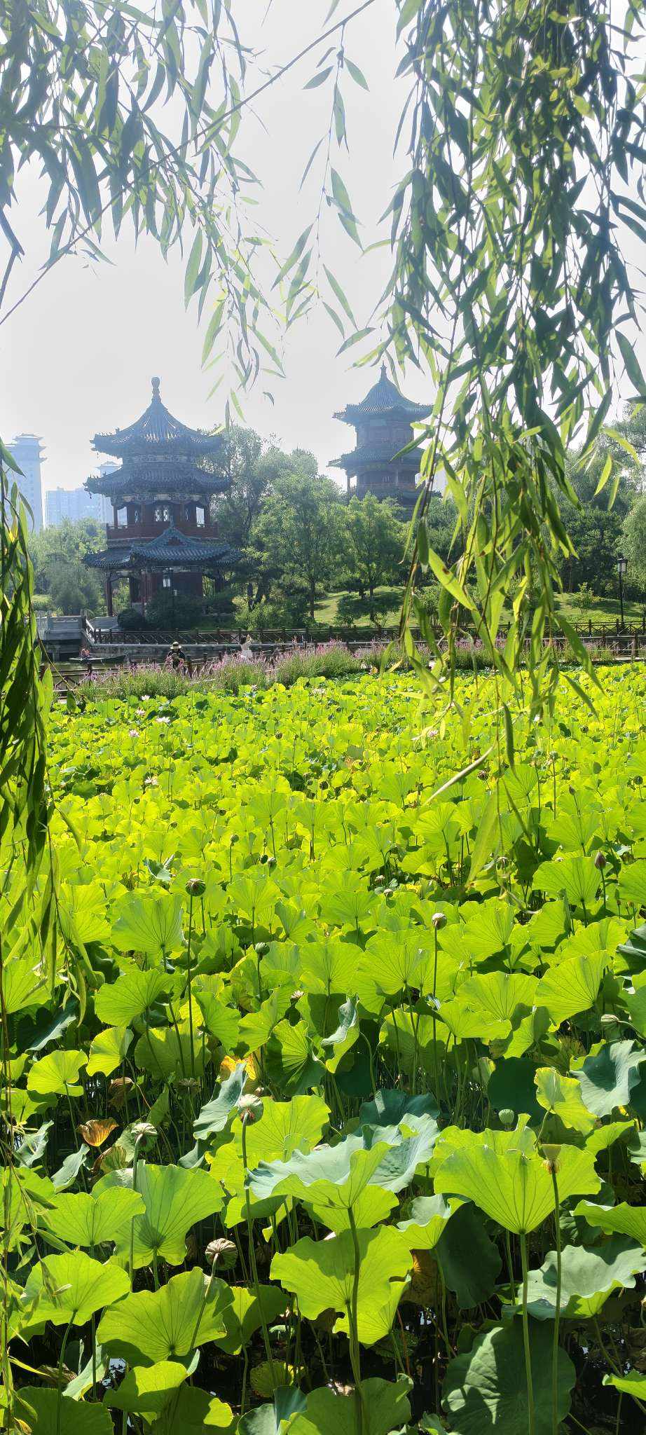七安（双区有号）发布的第1张图片