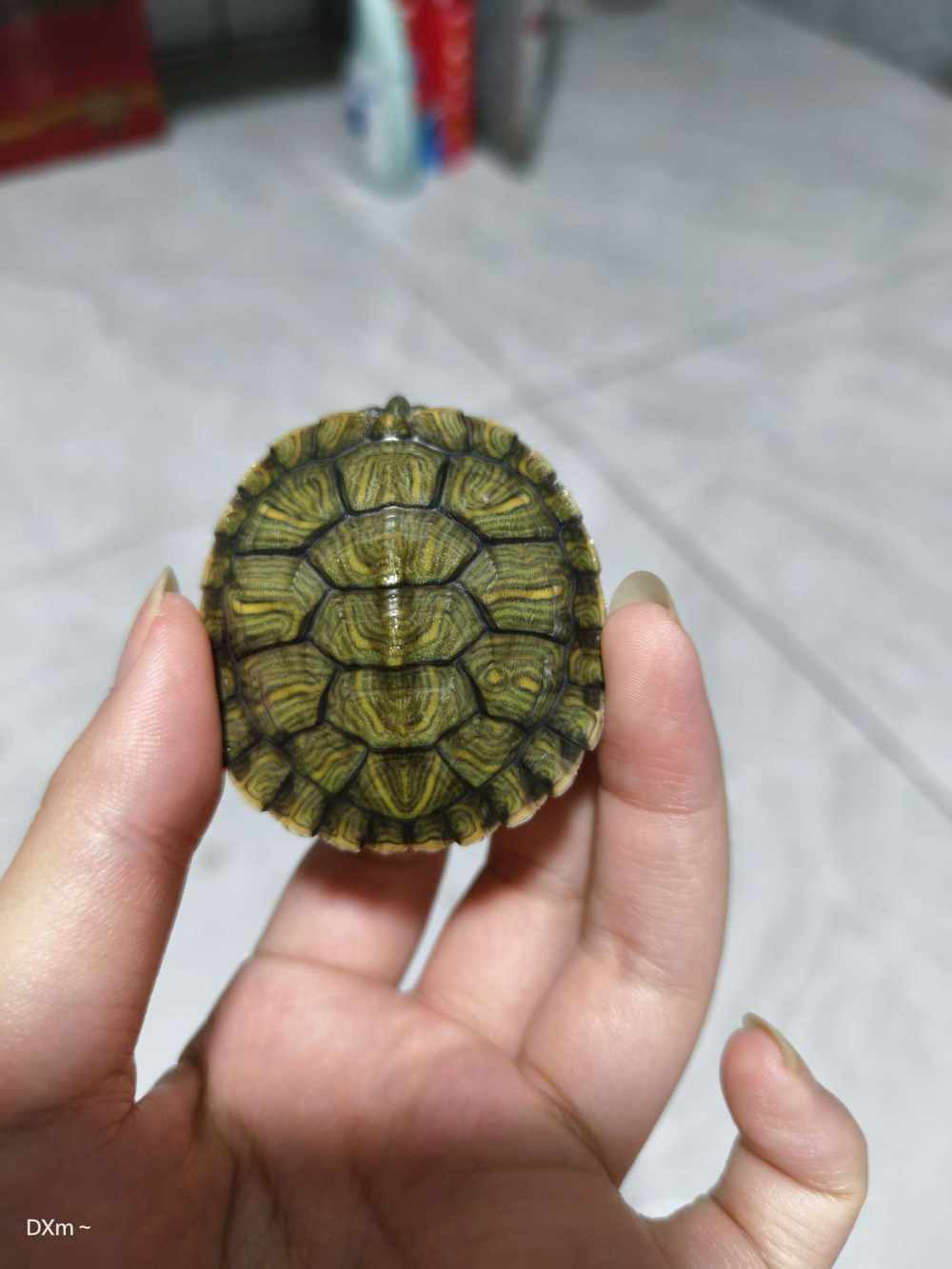 水果捞～（pei）发布的第1张图片