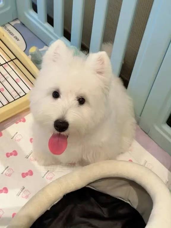 笨笨猪i发布的第2张图片