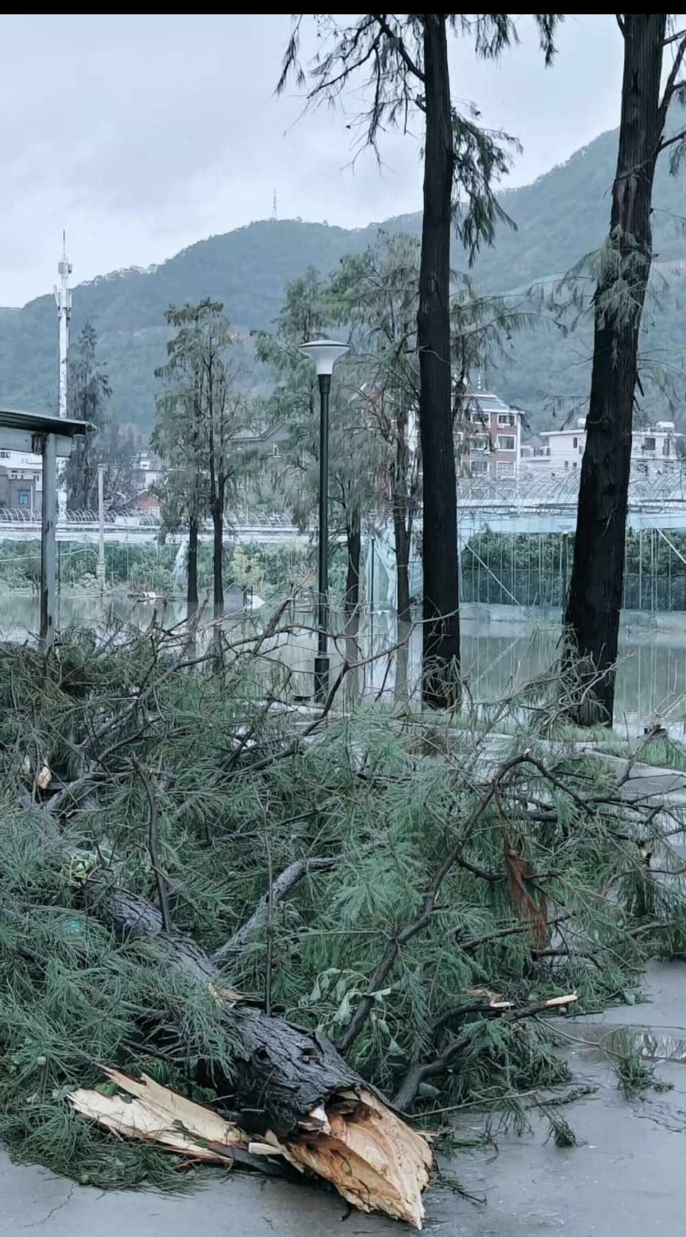 纸上雪发布的第4张图片
