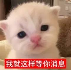 小呆猫不吃魚发布的第1张图片