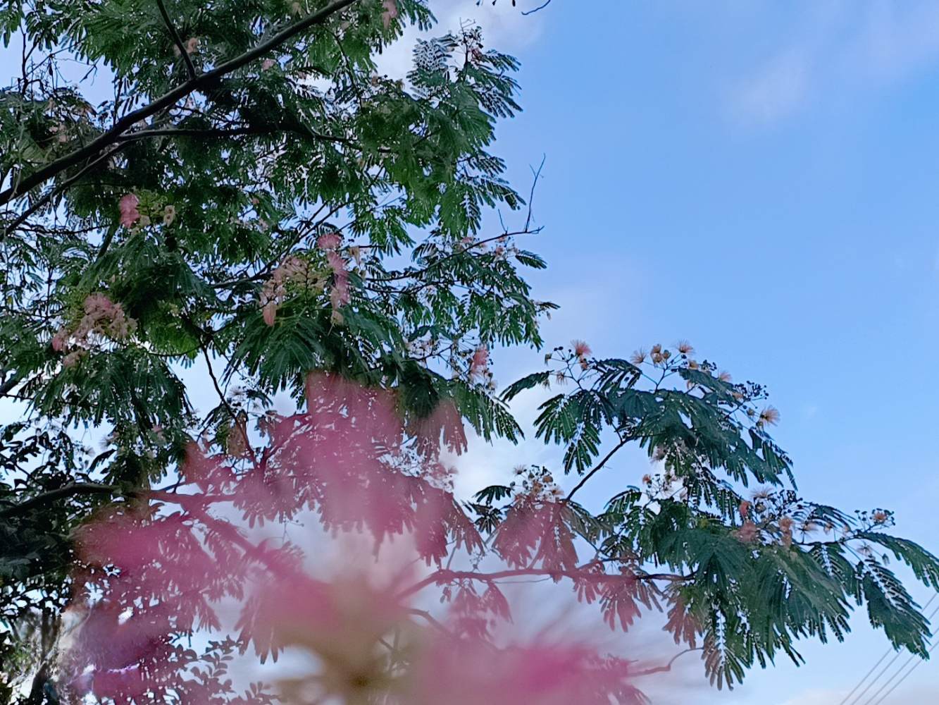 季椿琳发布的第1张图片