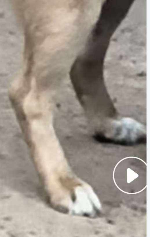 依莹 如初的小狗发布的第1张图片