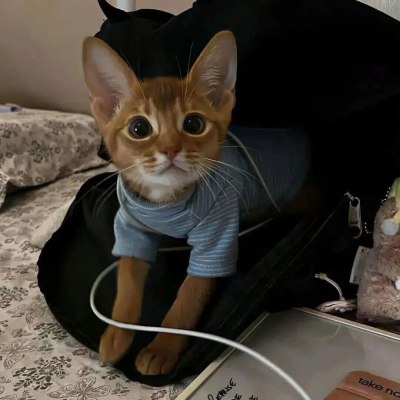 语聊服务图片1