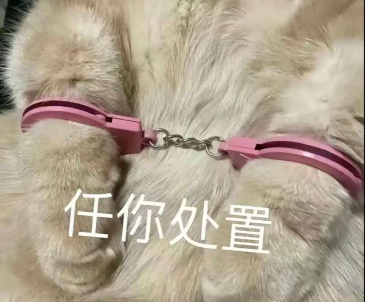 叮当（骂我只会爽）发布的第1张图片