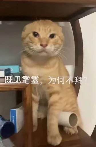奶茶小狗发布的第1张图片