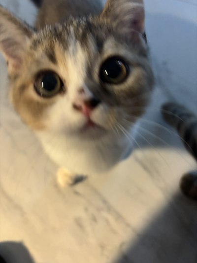看见小猫会发财哦服务图片1