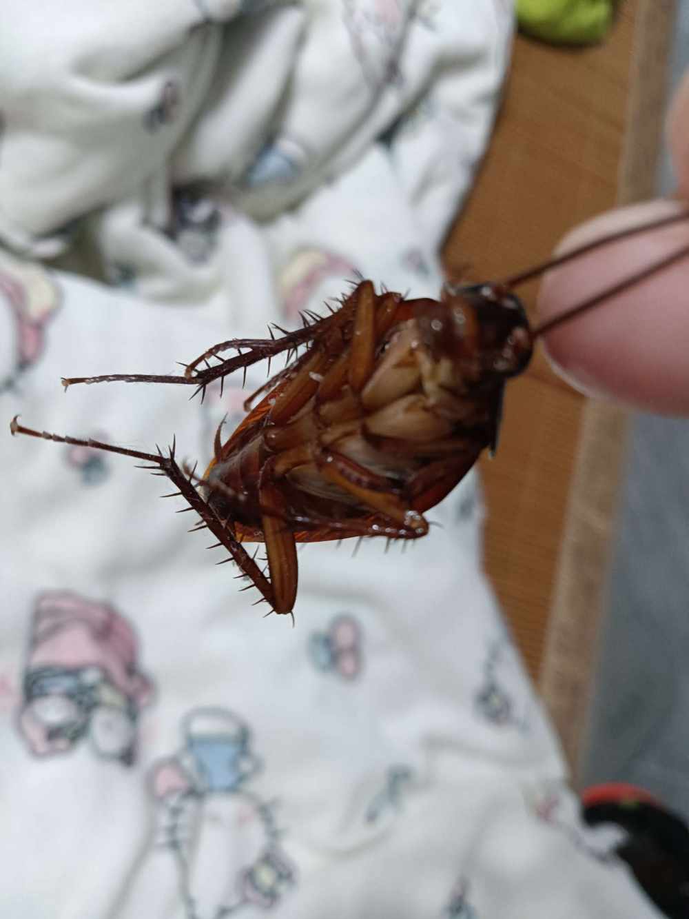 小猫宅酱发布的第1张图片